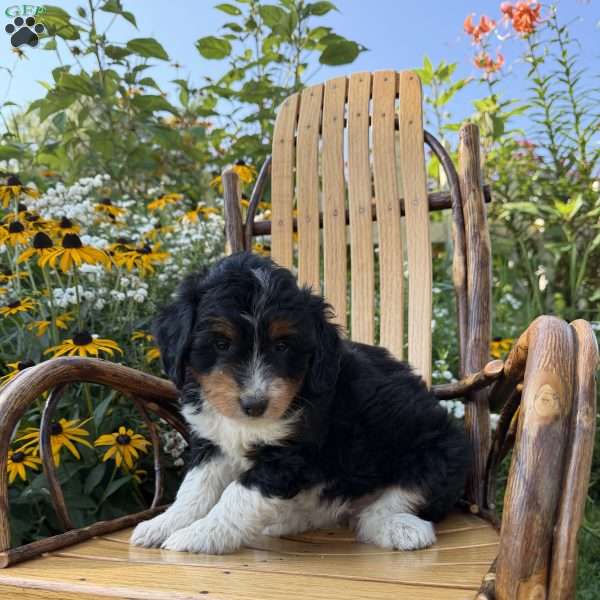 Peace, Mini Aussiedoodle Puppy